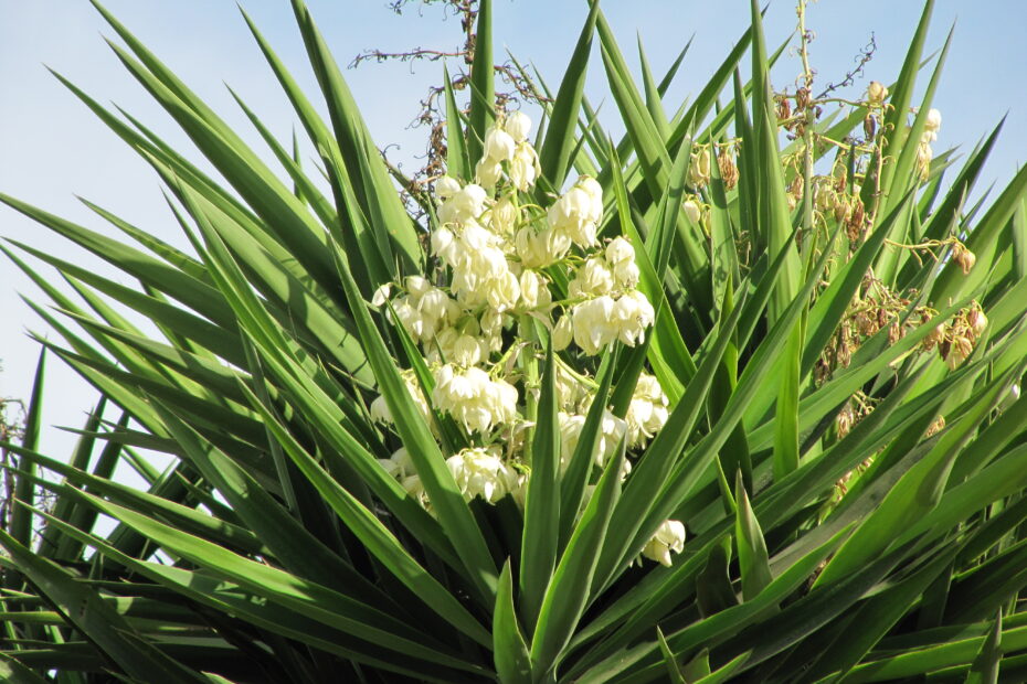 B&B Andalusië Bed and Breakfast Nederlandse eigenaren