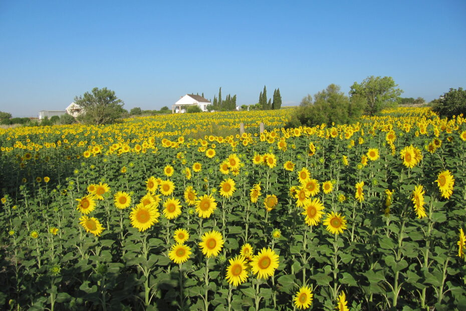 B&B Andalusië Bed and Breakfast Nederlandse eigenaren