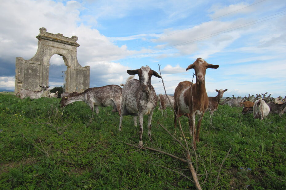 B&B huisje Andalusië huren