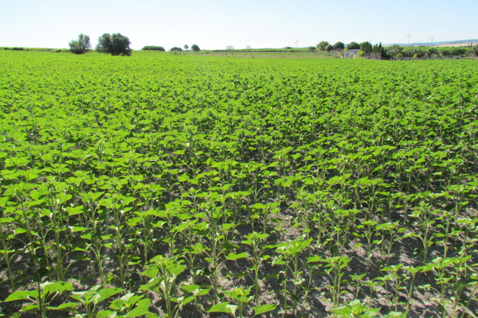 B&B huisje Andalusië huren